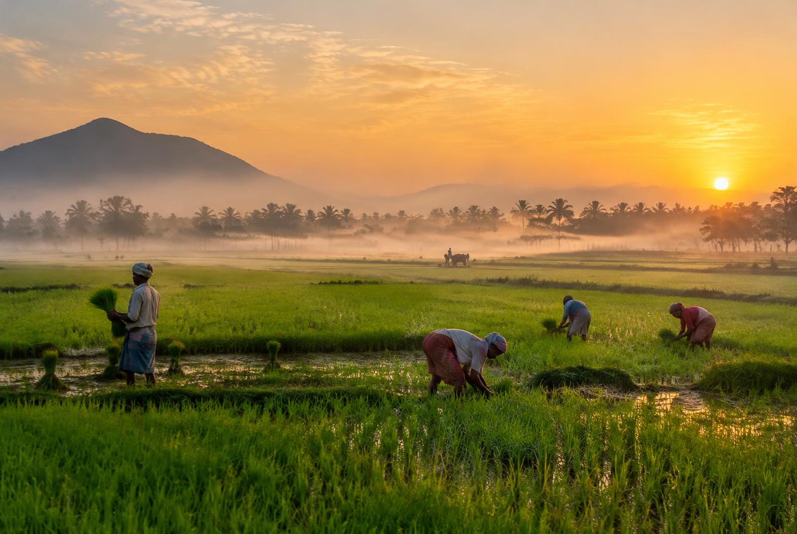 Rice paddy fields at sunrise
